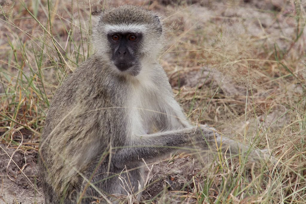 Vervet Monkey