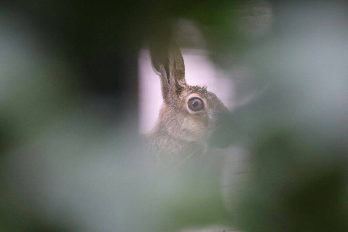 A blurry photo of a rabbit peeking out of a tree
