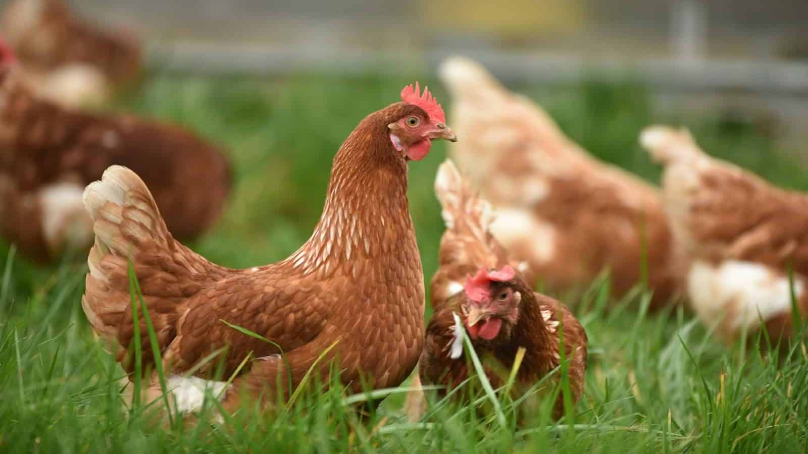 brown hen on green grass during daytime