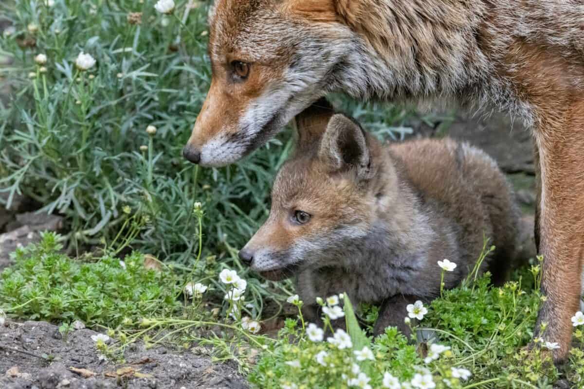 a mother wolf and her baby standing in the grass