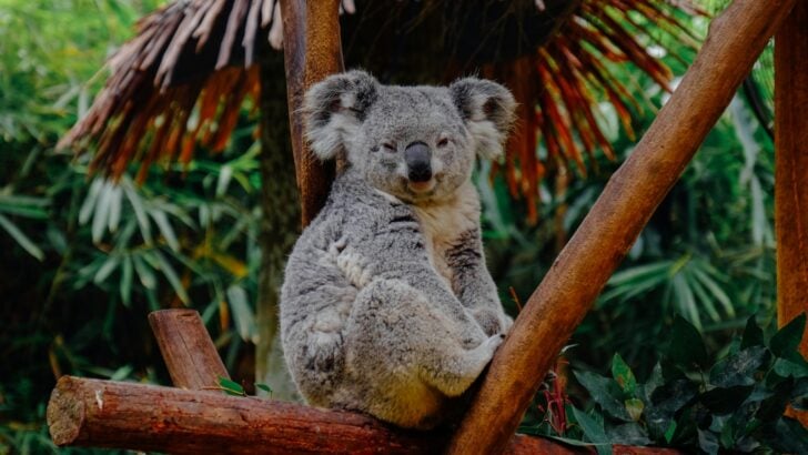 What Makes Koalas So Vulnerable to Bushfires