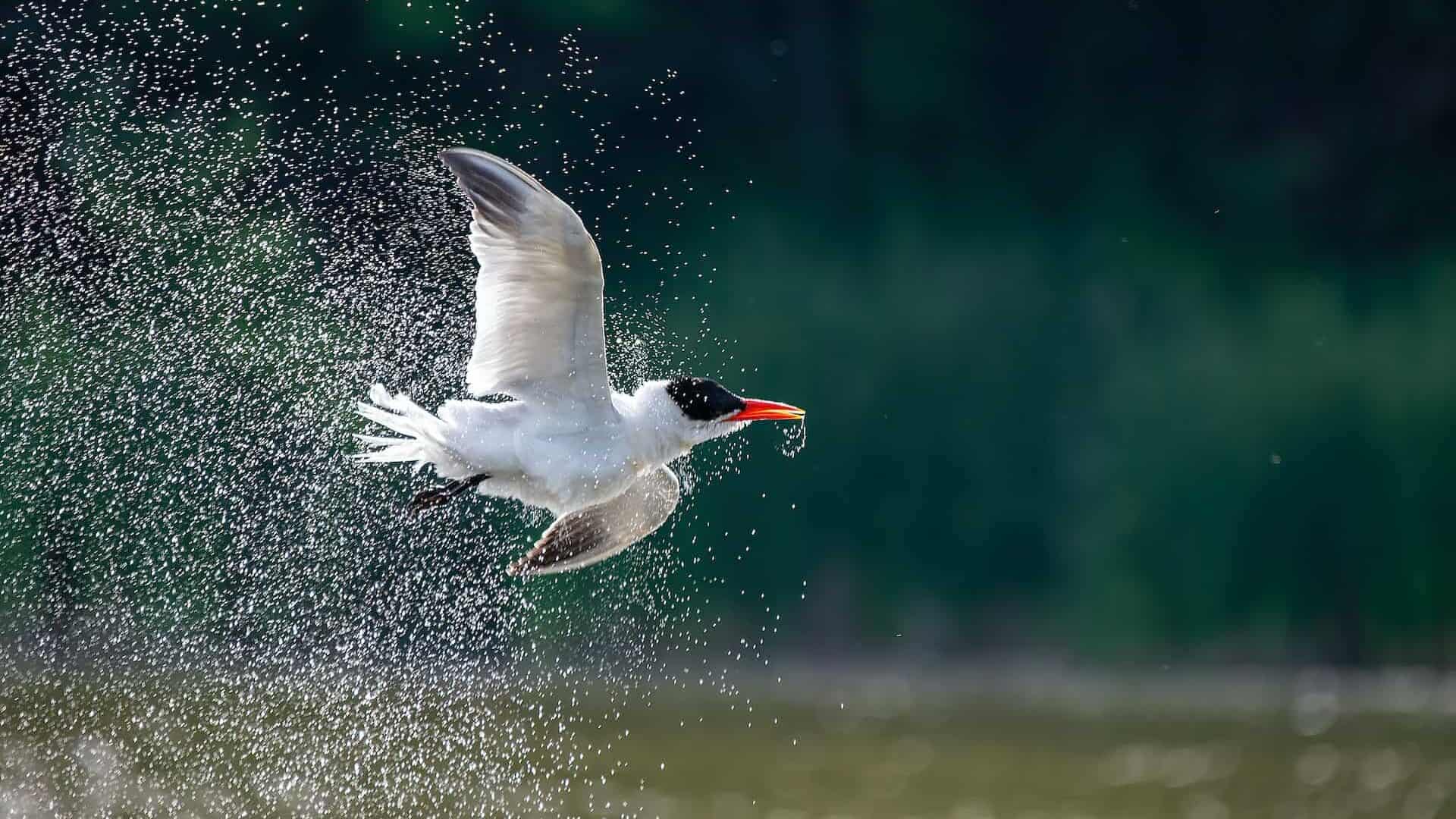 Arctic Tern