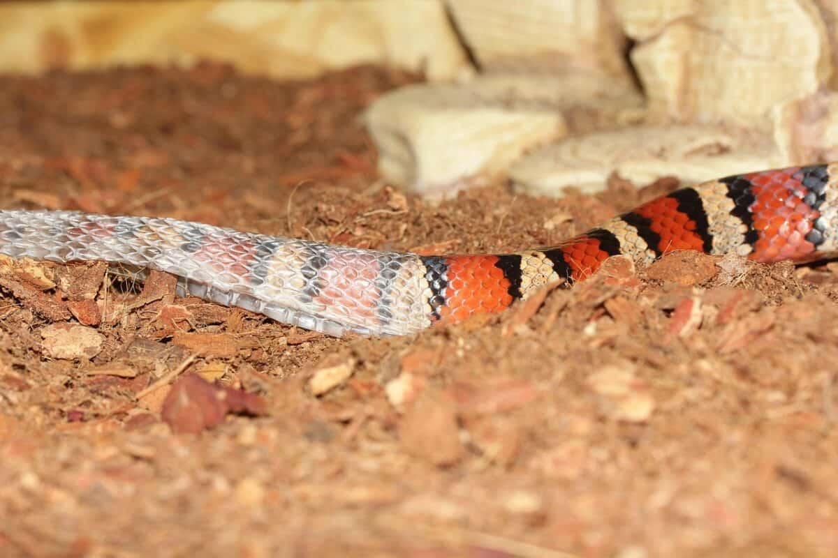 line, lampropeltis, skinning, shed shirt, kingsnake, striped, red, black, multicoloured, non-toxic choke snake, kingsnake, kingsnake, kingsnake, kingsnake, kingsnake