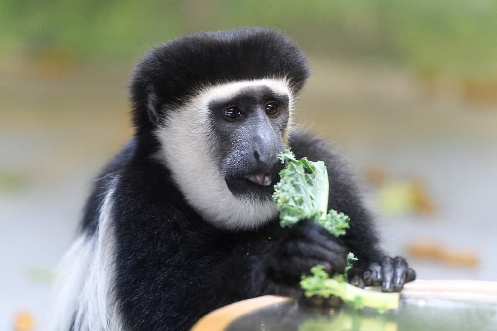 Colobus Monkey Eating Greens