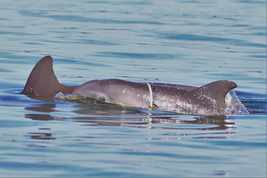 Dolphin calf and mom