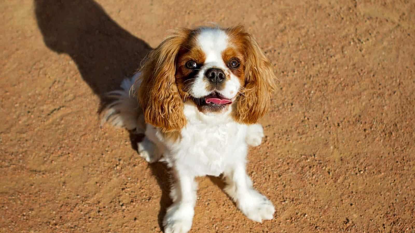 white and brown long coat small dog