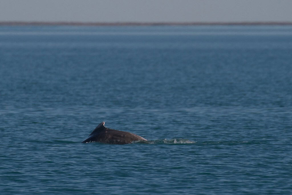 Indo-Pacific humpback dolphin