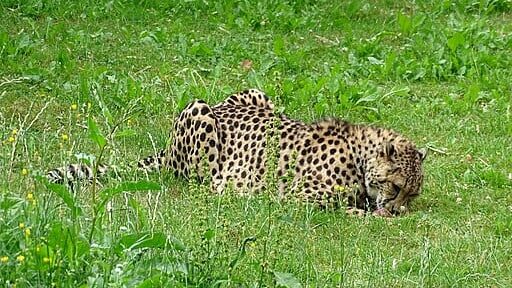 Cheetah Eating