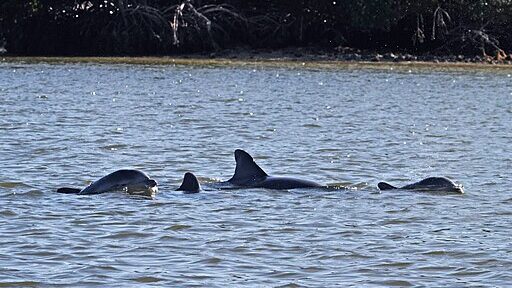 Dolphins hunting