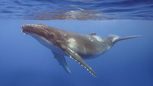 Humpback whale