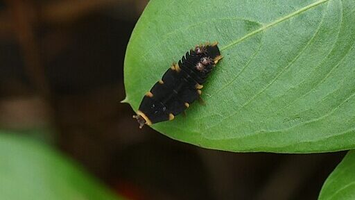 Firefly