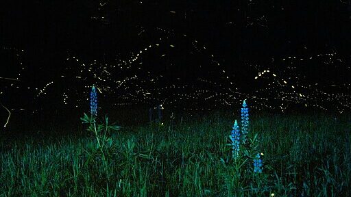 Lupines and Fireflies