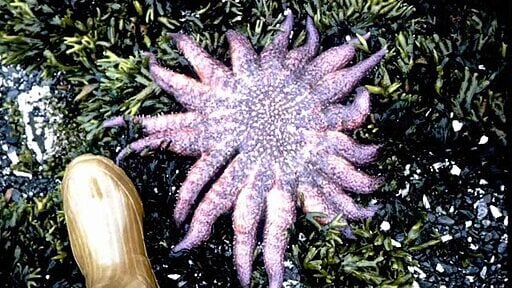Starfish