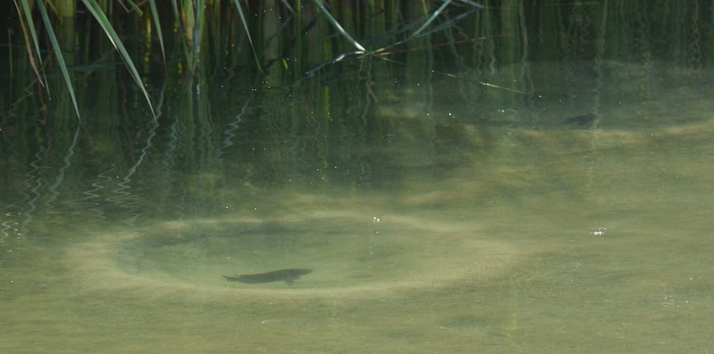 Fish nest.