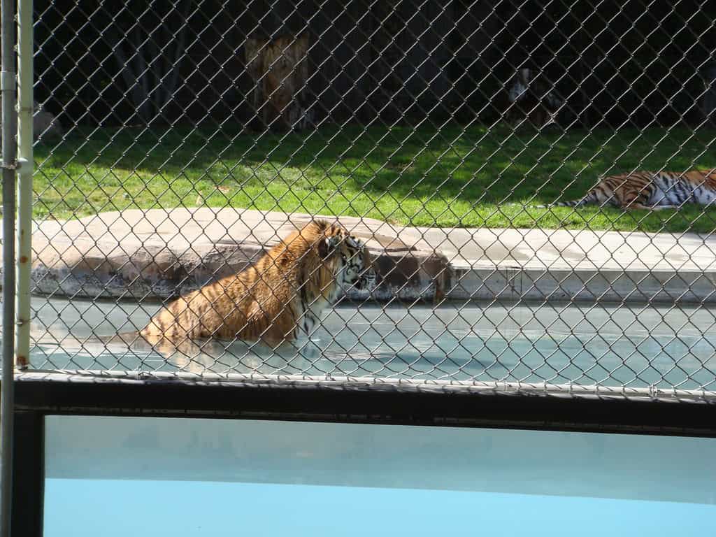 Tiger swimming
