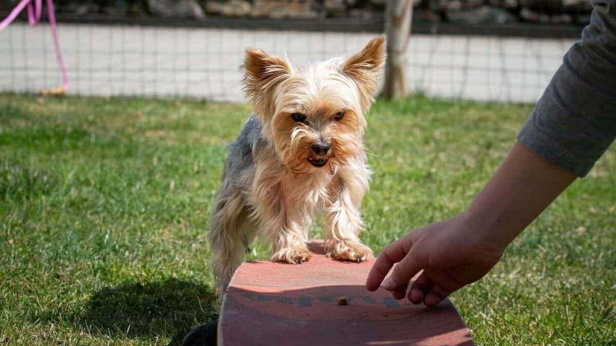 dog, small, education, dog training, yorkie, yorkshire terrier, small dog, purebred dog, nature, animal, domestic animal, cute, dog training, pet, dog training, dog training, dog training, dog training