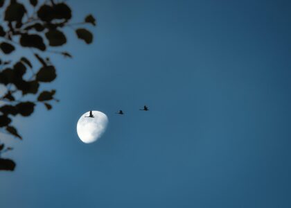 How Birds Use the Stars to Navigate Across Continents