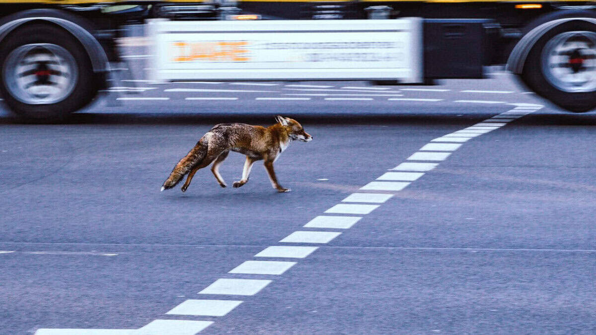 fox, city, traffic, road, city animal, area, conquest, foraging, mammal