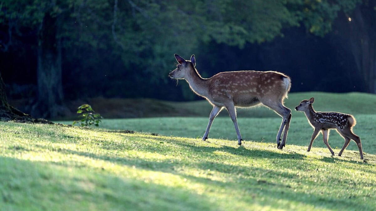deer, parent child, morning, cute, kojika, deer, deer, deer, deer, deer