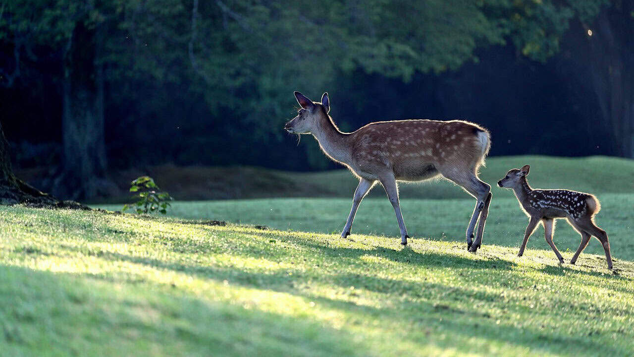 deer, parent child, morning, cute, kojika, deer, deer, deer, deer, deer