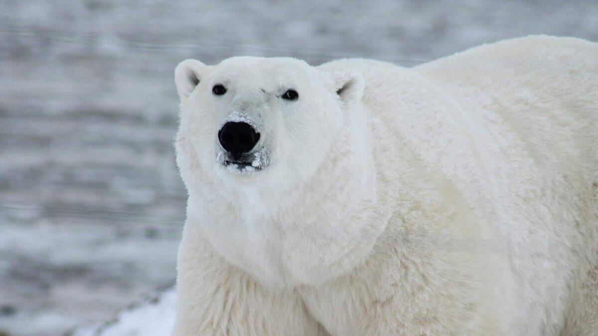 Close-up of a polar bear in its natural icy habitat, showcasing its majestic presence.