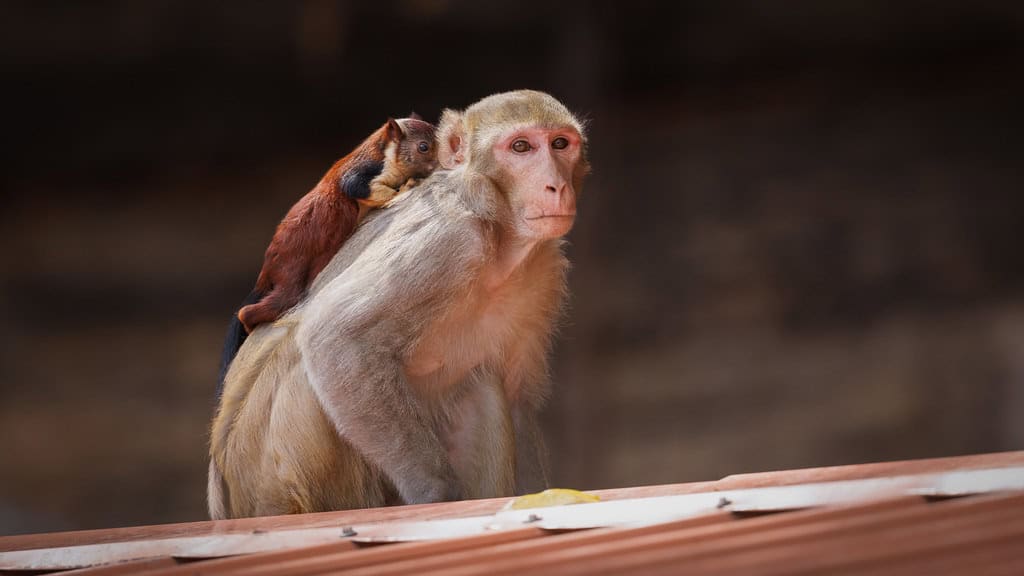 Rhesus Macaque