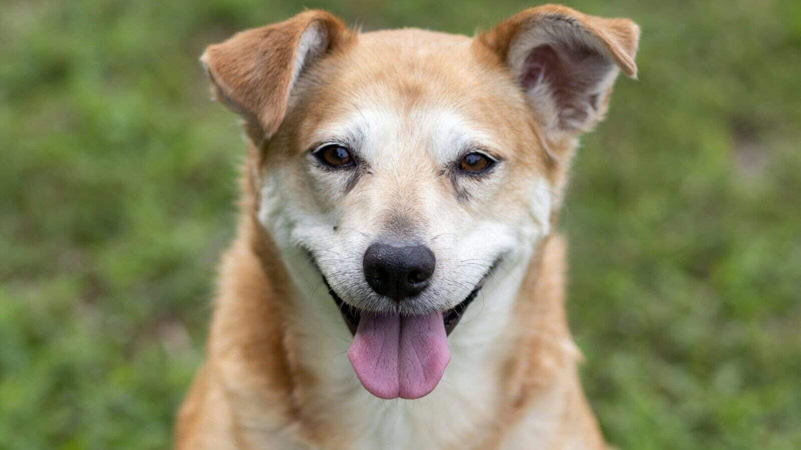 brown and white short coated dog