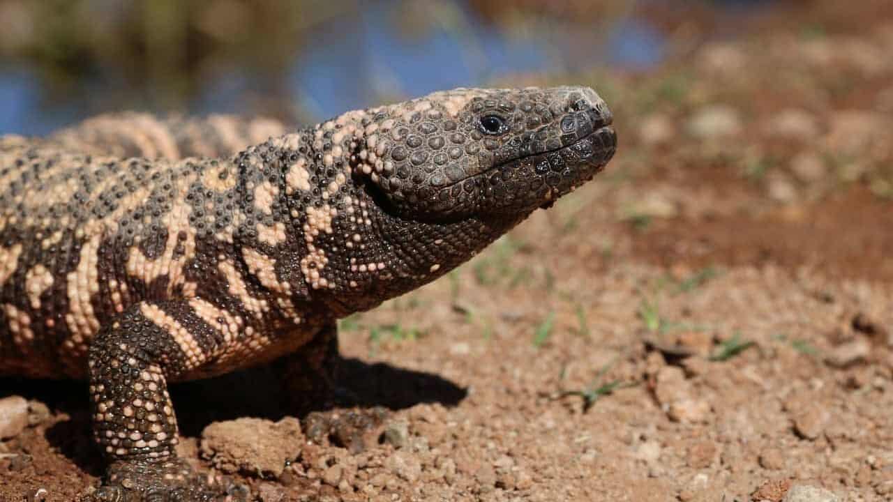 gila, lizard, dragon, reptile, monster, scales, venom, venomous, wildlife, exotic, nature, animal, gila, gila, gila, gila, gila, venom