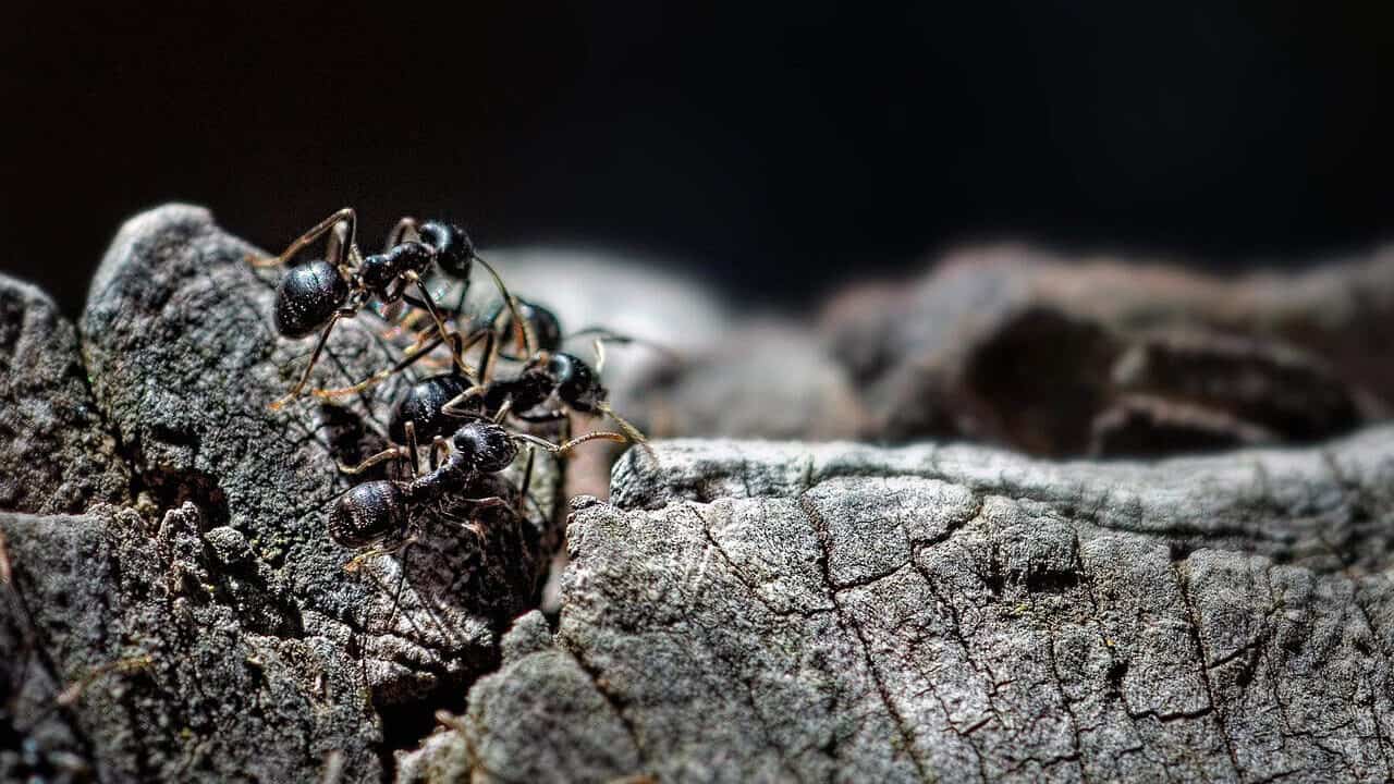 ants, black ant, insects, colony, hymenoptera, nature, community, nest, first floor, macro, close, pentax k10, ants, ants, ants, ants, ants