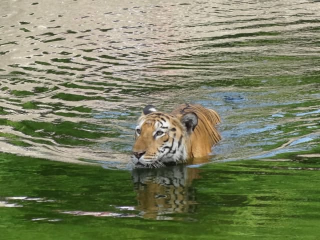 Tiger swimming