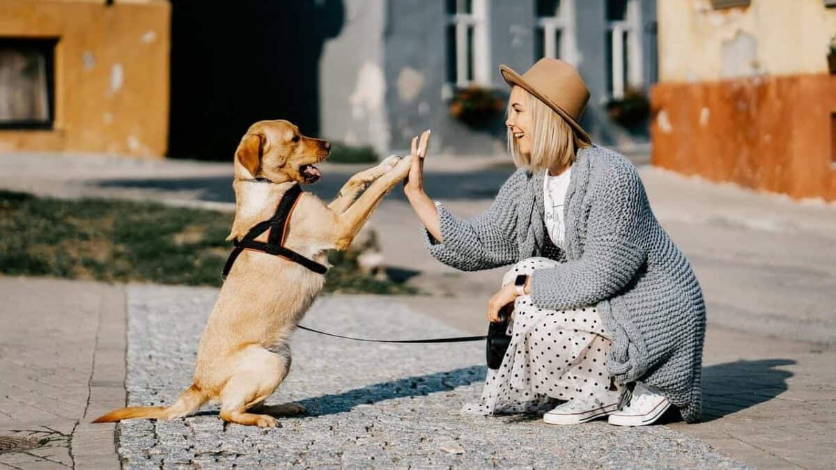 girl, dog, pet, friendship, companion, owner, caucasian, blonde, caucasian female, blonde female, canine, nature, domestic dog, doggy, happy, animal, love, woman, cute, puppy