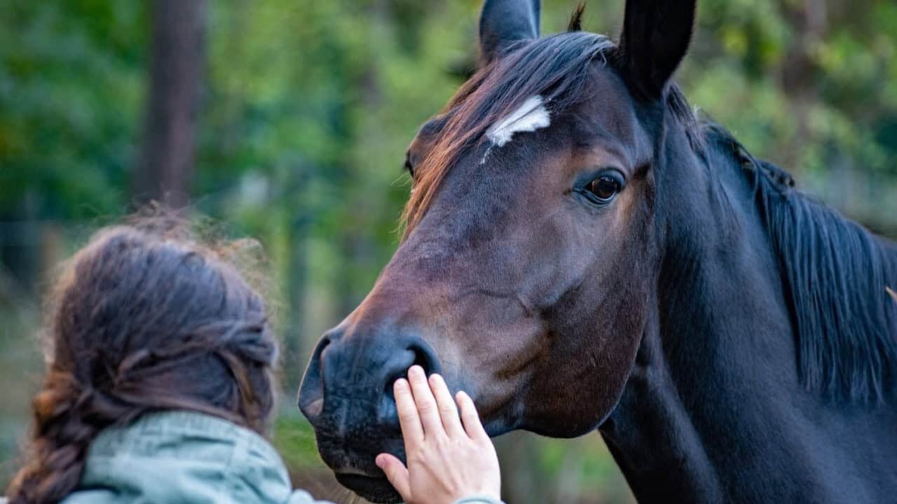 horse, hand, friendship, contact, stroke, mane, equine, friends, human, animal, mammal, girl, nature, horse, horse, horse, horse, horse