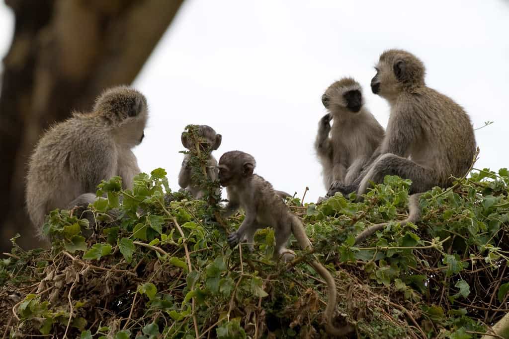 Vervet Monkey