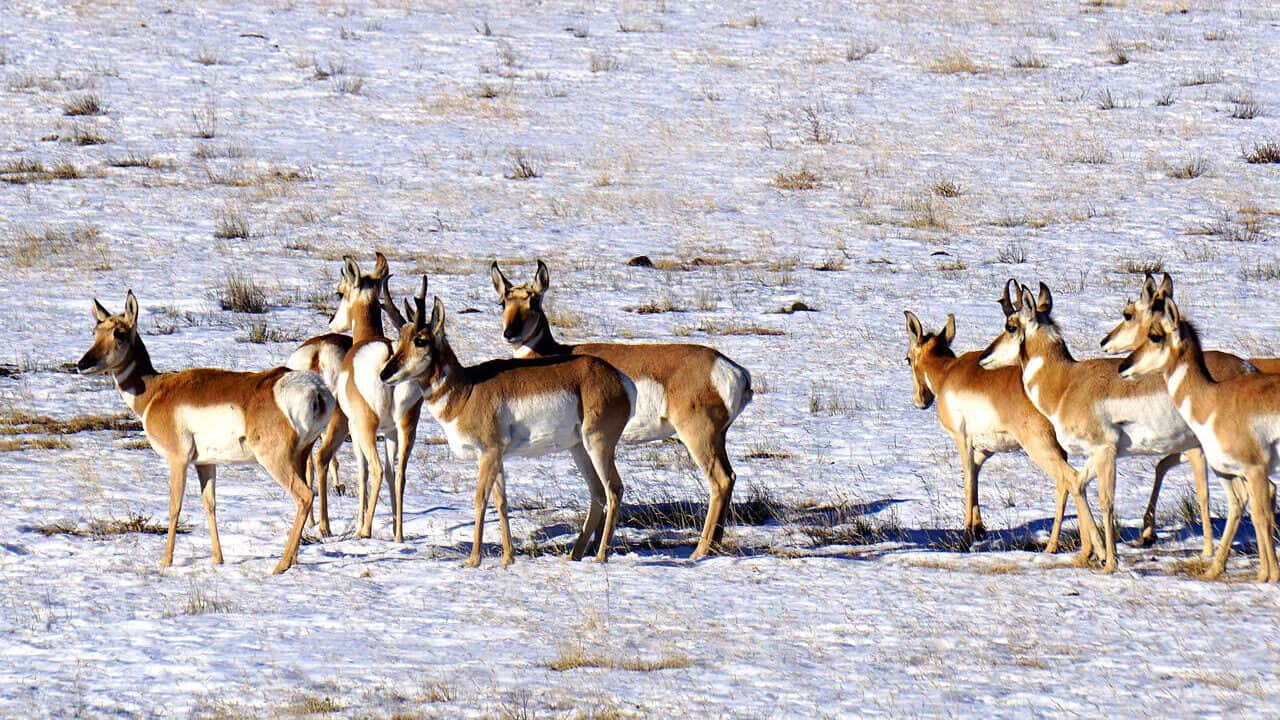 pronghorn, horns, antelope, mammal, animal, prairie, nature, wildlife, pronghorn, pronghorn, pronghorn, pronghorn, pronghorn