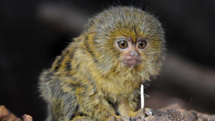 What Makes the Pygmy Marmoset the World’s Smallest Monkey?