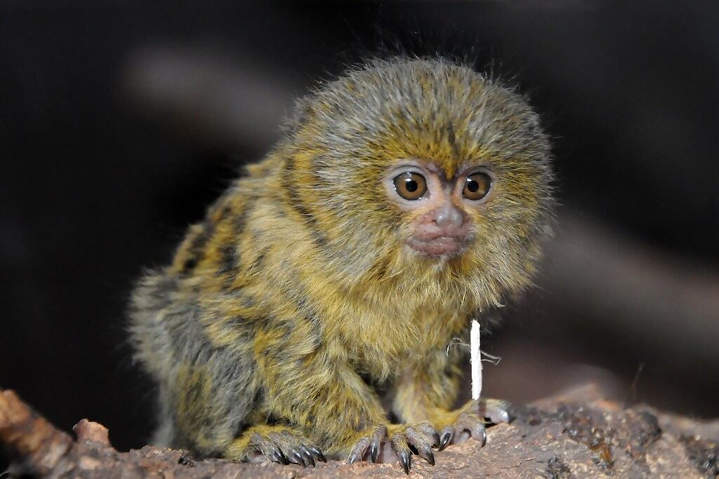 Pygmy Marmoset monkey