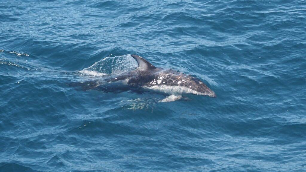Pacific White-Sided Dolphin