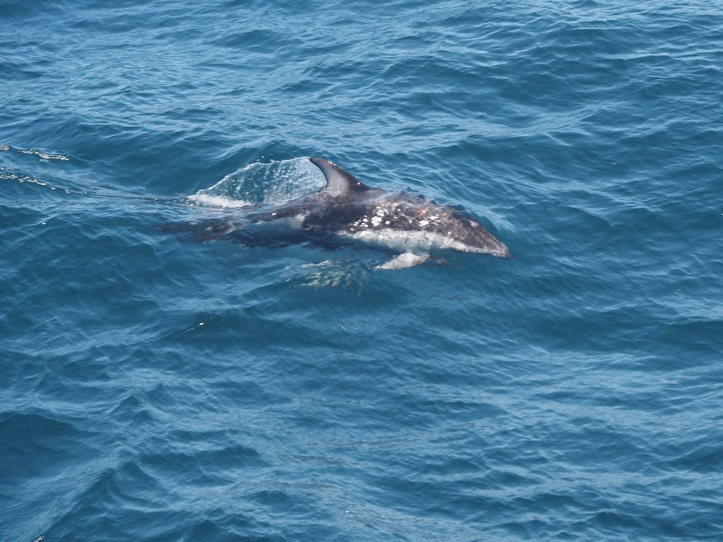 Pacific White-Sided Dolphin