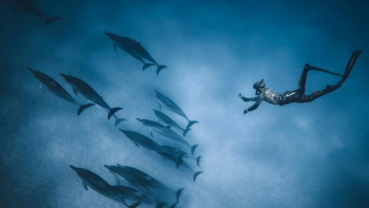 Where to Swim Alongside Dolphins in Open Water