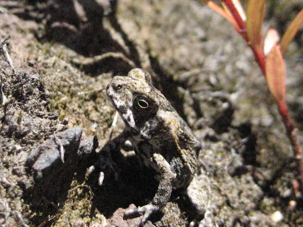 Coqui Frog
