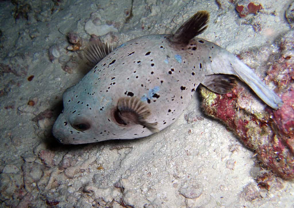Male pufferfish