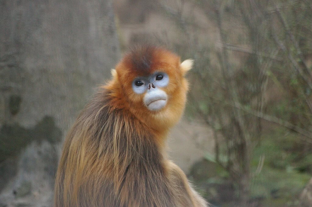 Golden snub-nosed monkey