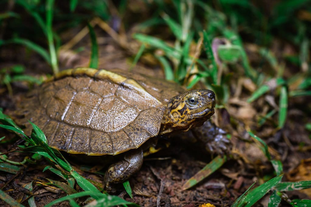Pond turtle