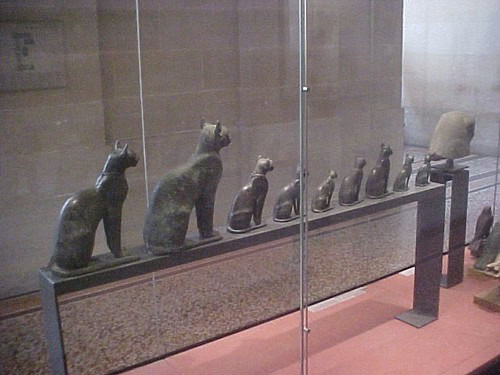 Egyptian Cat
