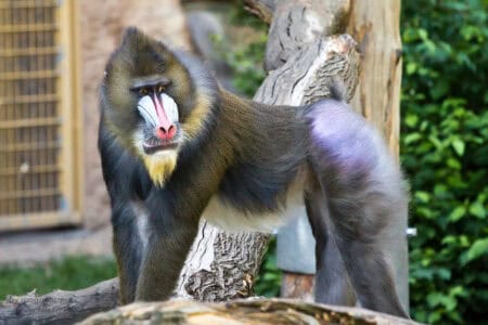 How Mandrills Communicate Using Color and Expression