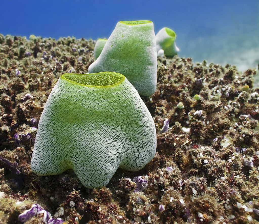 sea squirt