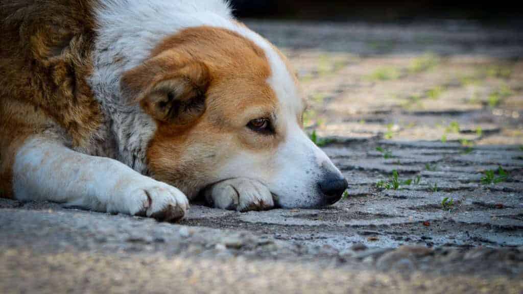 Sad dog