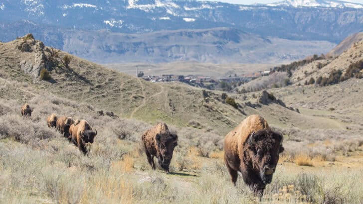 How Fast Can a Bison Run? Faster Than You Think