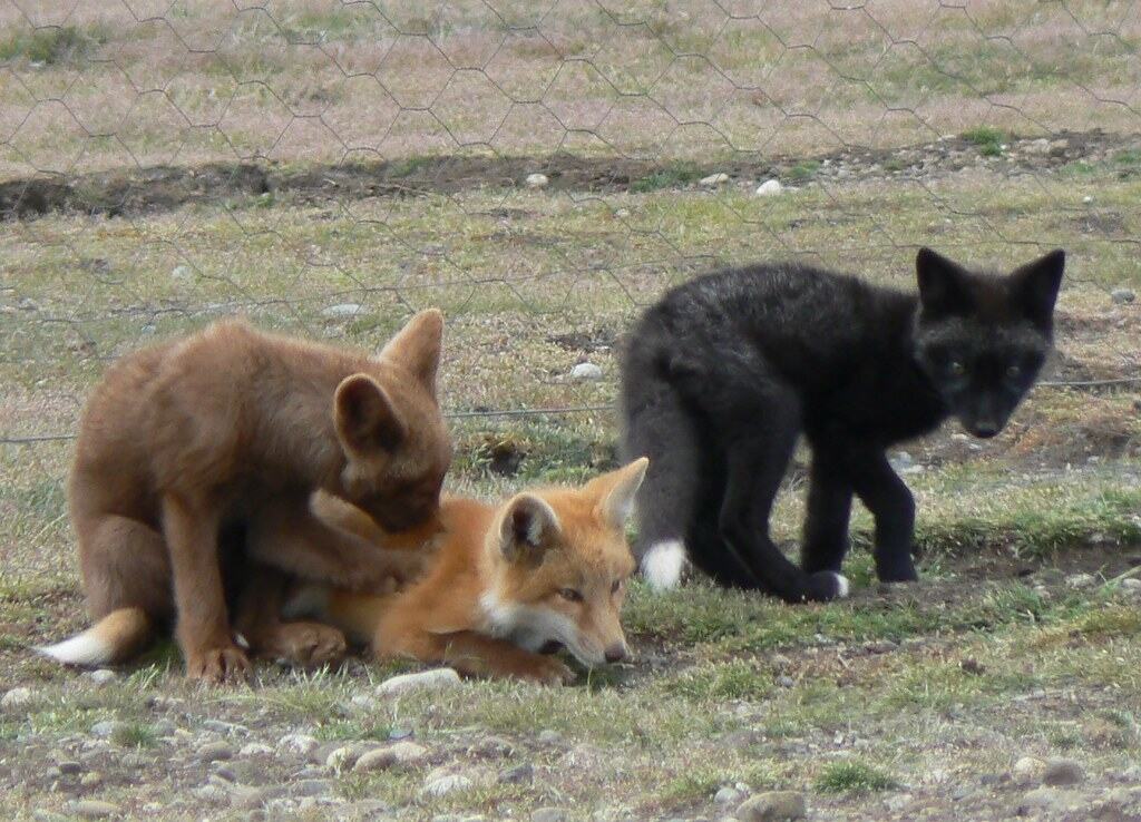 Baby fox