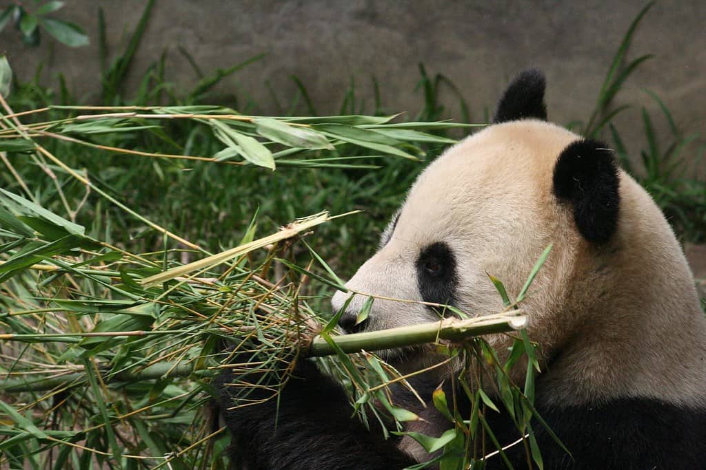 Panda eating bamboo